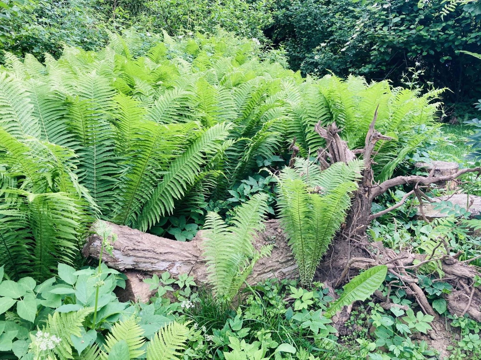 Ferienhaus Urwald Hofgeismar Exteriör bild